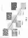 Fig. 04 - GROUP III-NITRIDE N-TYPE DOPING
