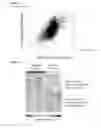 Fig. 13 - COMPOSITIONS, KITS, AND METHODS FOR IDENTIFICATION, ASSESSMENT, PREVENTION, AND THERAPY OF HEPATIC DISORDERS