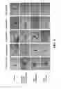 Fig. 06 - Combination therapy to combat helminth resistance