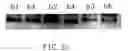 Fig. 09 - Small interfering RNA for gene knockdown of the subcutaneous N-methyl-D-aspartate receptor NR1 subunit, and it's application on pharmaceutics