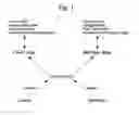 Fig. 02 - SYSTEM AND METHODS FOR MEDIA CONSUMPTION AND RATINGS THROUGH MOBILE DEVICES