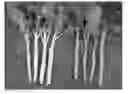 Fig. 01 - White-stem trait containing plants