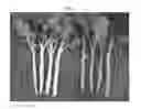 Fig. 02 - White-stem trait containing plants