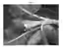 Fig. 03 - White-stem trait containing plants