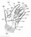 Fig. 01 - ANTI-SHOCK BATTING GLOVES