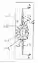 Fig. 01 - Bowstring vibration dampeners and sights