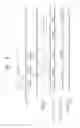 Fig. 04 - Stereoscopic display apparatus for displaying an image with reduced crosstalk and method of driving the same