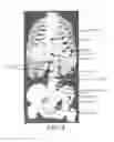 Fig. 05 - Image-based patient profiles