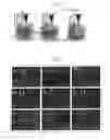 Fig. 02 - Cytocompatible three-dimensional structures fabricated by microstereolithography