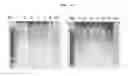 Fig. 02 - Method for the diagnosis of preeclampsia