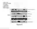 Fig. 17 - Methods, Compositions and Kits for High Throughput Kinase Activity Screening Using Mass Spectrometry and Stable Isotopes