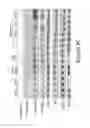 Fig. 19 - Methods, Compositions and Kits for High Throughput Kinase Activity Screening Using Mass Spectrometry and Stable Isotopes