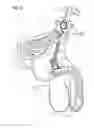 Fig. 13 - Stimulation of penis erection