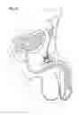 Fig. 15 - Stimulation of penis erection