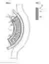 Fig. 06 - Stimulation of penis erection