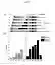 Fig. 09 - Chimeric promoters comprising MYB10 repeat element and methods for regulating plant gene expression