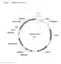 Fig. 02 - INCREASE IN YIELD BY REDUCING GENE EXPRESSION