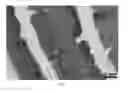 Fig. 08 - Three-dimensional molecular imaging by infrared laser ablation electrospray ionization mass spectrometry