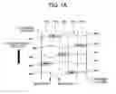 Fig. 08 - Charged particle beam applied apparatus