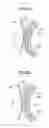 Fig. 13 - Develop roller, develop unit, process cartridge, and image forming apparatus