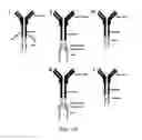 Fig. 04 - DENDRITIC CELL IMMUNORECEPTORS (DCIR)-MEDIATED CROSSPRIMING OF HUMAN CD8+ T CELLS