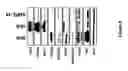 Fig. 07 - Methods of Producing RPE Cells and Compositions of RPE Cells