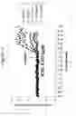 Fig. 13 - Antibodies to CCR2