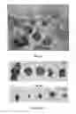 Fig. 02 - System for Modulating Expression of Hypothalmic Brain-Derived Neurotrophic Factor (BDNF)