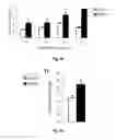 Fig. 06 - System for Modulating Expression of Hypothalmic Brain-Derived Neurotrophic Factor (BDNF)