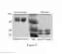 Fig. 02 - Process for preparing a surface coated by crosslinked polyelectrolyte multilayer films as a biomimetic reservoir for proteins