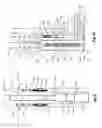Fig. 10 - Training apparatus for calf roping