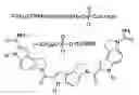 Fig. 01 - Hybridization and mismatch discrimination using oligonucleotides conjugated to minor groove binders