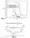 Fig. 02 - Hybridization and mismatch discrimination using oligonucleotides conjugated to minor groove binders