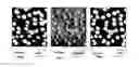 Fig. 01 - METHOD FOR DETECTING BIOLOGICAL MARKERS BY AN ATOMIC FORCE MICROSCOPE