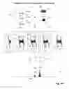 Fig. 07 - Detection of Activation of Endothelial Cells as Surrogate Marker for Angiogenesis