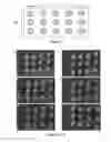 Fig. 04 - Use of non-nucleophilic additives for reduction of surface morphological anomalies in probe arrays
