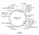 Fig. 03 - Yeast Display Systems