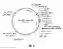 Fig. 07 - Yeast Display Systems
