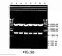 Fig. 50 - USE OF MULTIPLE RECOMBINATION SITES WITH UNIQUE SPECIFICITY IN COMBINATIONAL CLONING