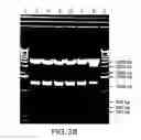 Fig. 52 - USE OF MULTIPLE RECOMBINATION SITES WITH UNIQUE SPECIFICITY IN COMBINATIONAL CLONING