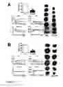 Fig. 09 - Use of CTGF as a Cardioprotectant