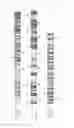 Fig. 02 - PROTEASES TARGETING AGENTS