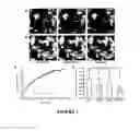 Fig. 04 - METHOD OF INHIBITING PROLIFERATION OF HEPATIC STELLATE CELLS