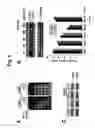 Fig. 08 - METHODS FOR TREATING NEOPLASIA AND FOR IDENTIFYING COMPOSITIONS USEFUL IN SUCH THERAPY