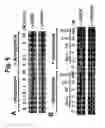 Fig. 09 - METHODS FOR TREATING NEOPLASIA AND FOR IDENTIFYING COMPOSITIONS USEFUL IN SUCH THERAPY