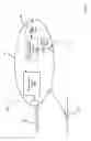Fig. 07 - Lumen-traveling biological interface device and method of use