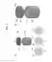 Fig. 04 - MICRONEEDLE CAP SYSTEM ENABLING ADJUSTMENT OF OUTFLOW RATE OF ACTIVE SUBSTANCE