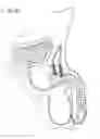 Fig. 22 - Stimulation of penis erection