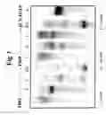 Fig. 04 - Transgenic Aves Producing Human Polyclonal Antibodies