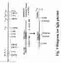 Fig. 06 - Transgenic Aves Producing Human Polyclonal Antibodies